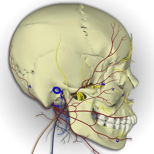 nuclee de 12 perechi de nervi cranieni