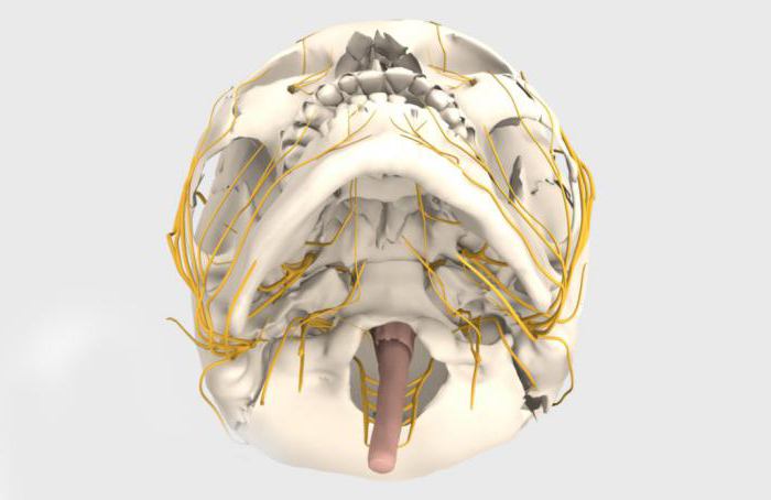 nervii cranieni 12 perechi neurologie de masă