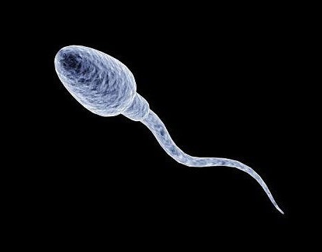 morfologija sperme 