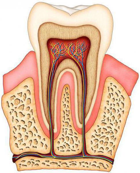 bein substans av tannen