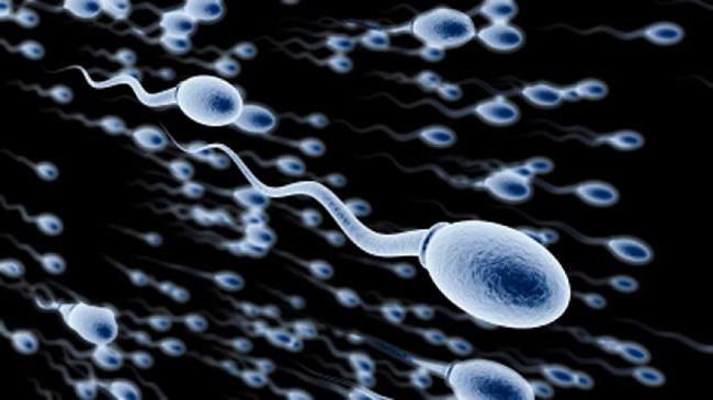 veľkosť spermií