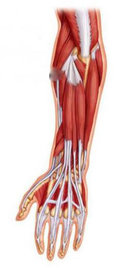 svalový ulnar flexor zápěstí
