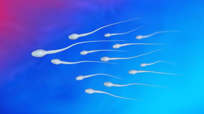 počet spermií 