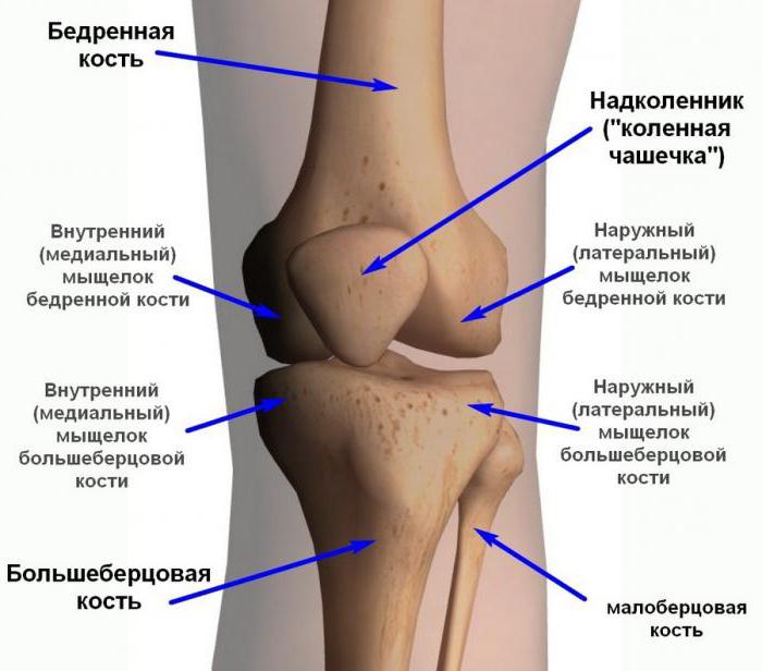 лигаменти зглоба колена