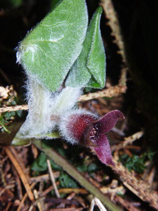 Clefthoof europeo da alcolismo a bagnomaria 