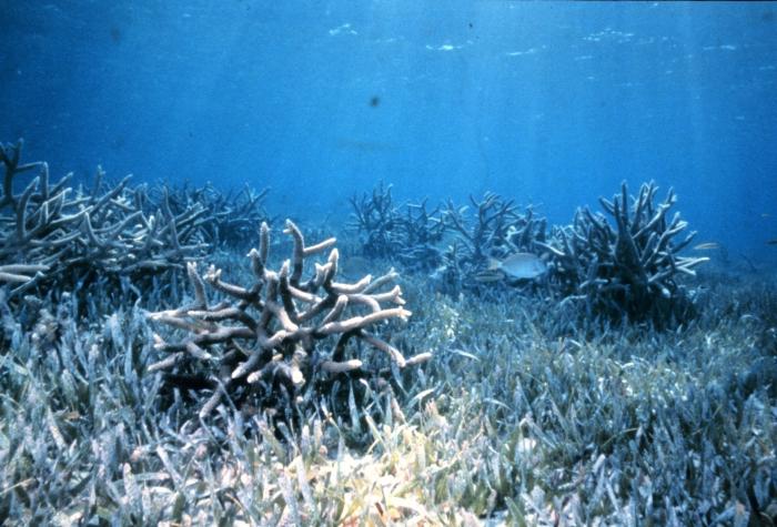 кораловий кальцій