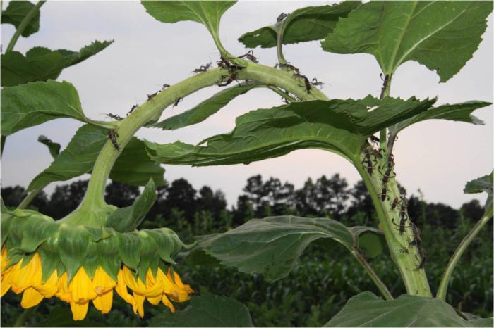 proprietà medicinali delle radici di girasole