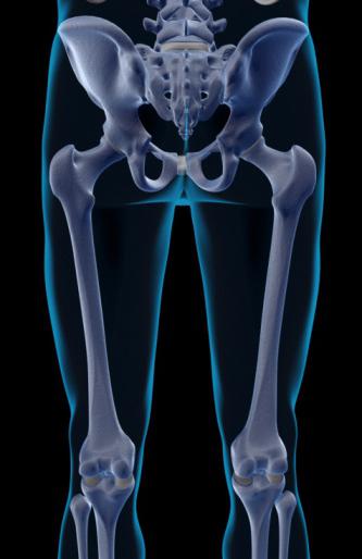 human skeleton lower limb skeleton