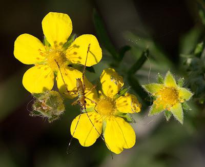 cinquefoil gåseblomformel 