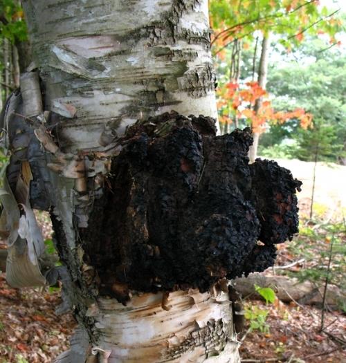 chaga การรักษา