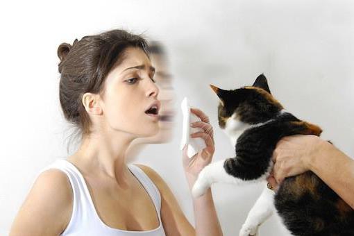 Wird eine Katzenallergie behandelt? 