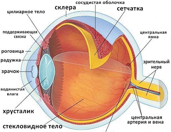 Oog structuur