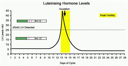 luteïniserend hormoon is de norm bij vrouwen op dag 2 van de cyclus