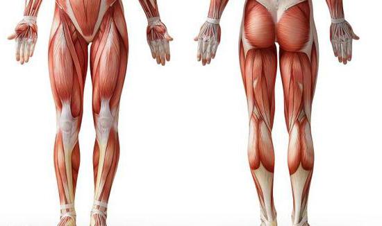 human lower limb muscles