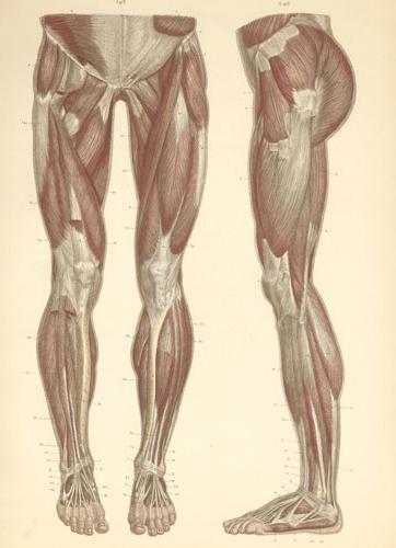 muscles of the lower limbs anatomy