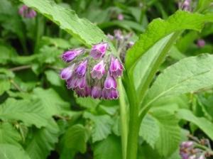 comfrey läkande egenskaper