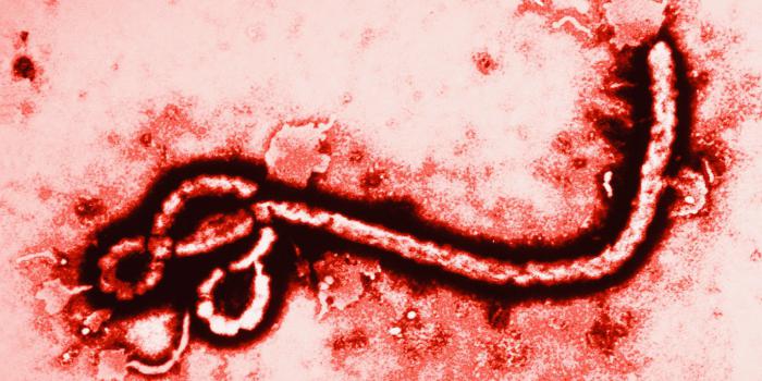 вирус на ебола откъде идва 