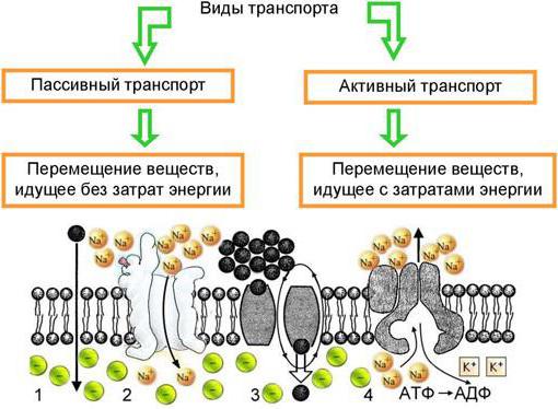 пасивен мембранен транспорт 