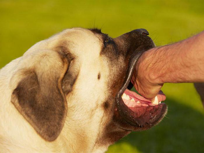 førstehjælp til hundebid