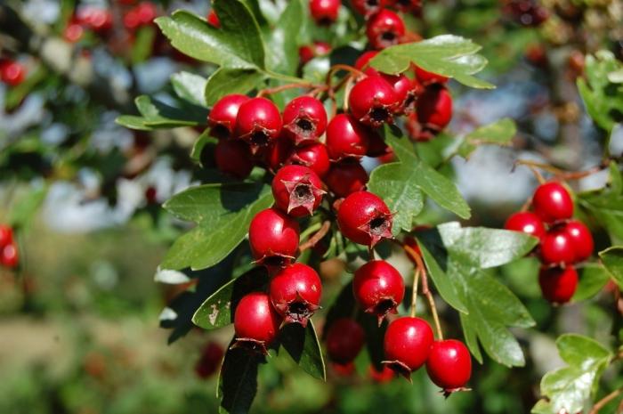 Hawthorn คุณสมบัติที่มีประโยชน์และข้อห้าม