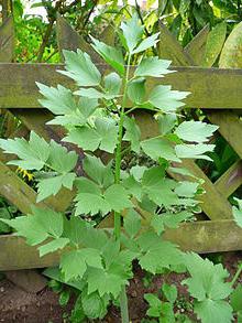 Lovage dall'alcolismo