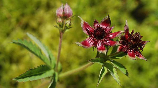 आवेदन पर मार्श Cinquefoil समीक्षा 