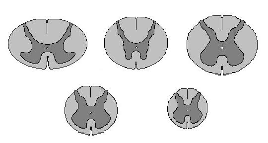 spinal cord segments