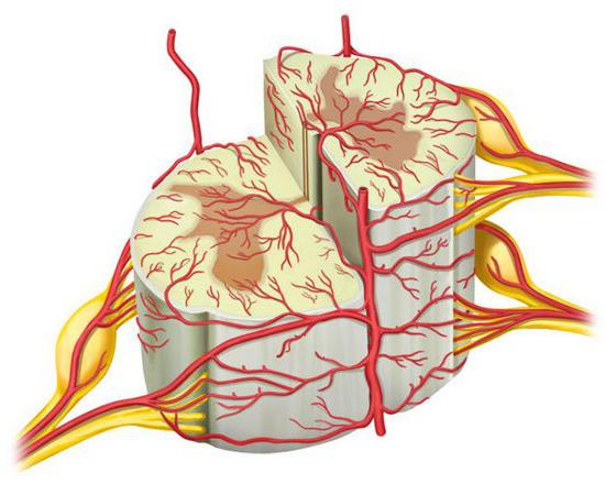 spinal cord segment structure