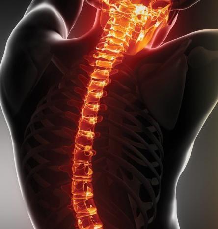 thoracic segment