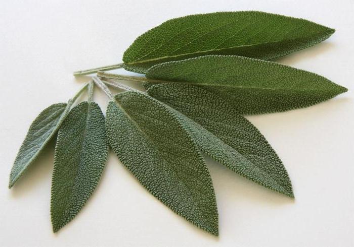 sage from a cough