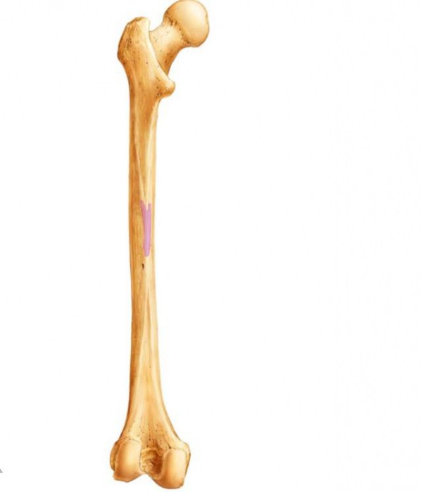 τη δομή του σκελετού των κάτω άκρων ενός ατόμου