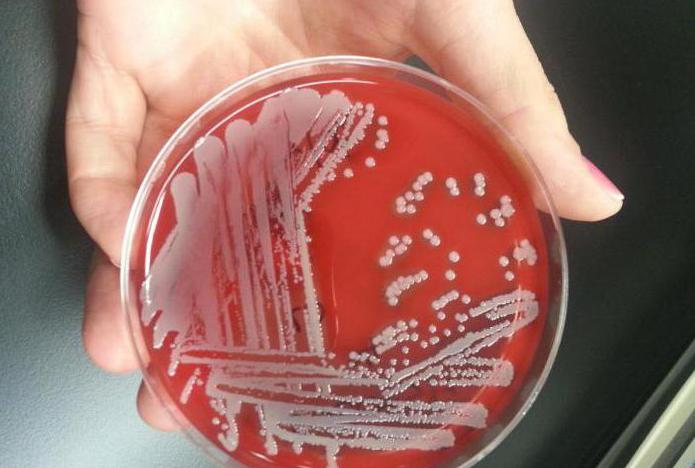 Staphylococcus under graviditet