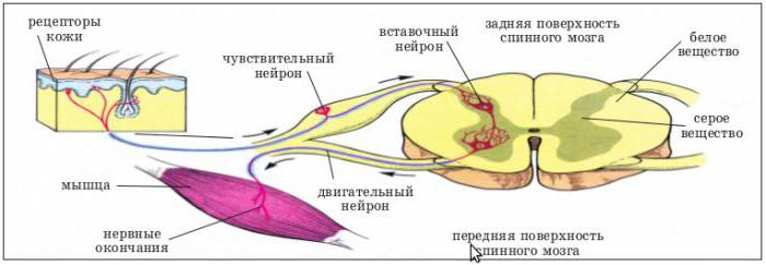 fisiología del sistema nervioso