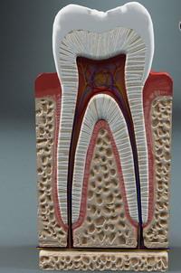 anatomia dentária
