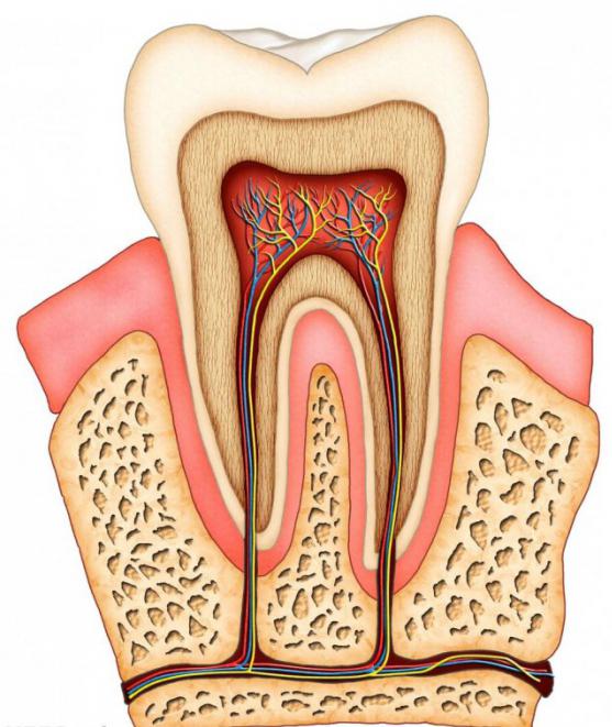 La struttura del dente del giudizio umano