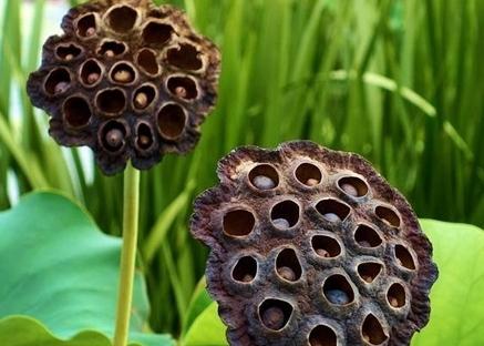 trypophobia photo 