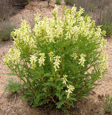 astragalus geneeskrachtige eigenschappen