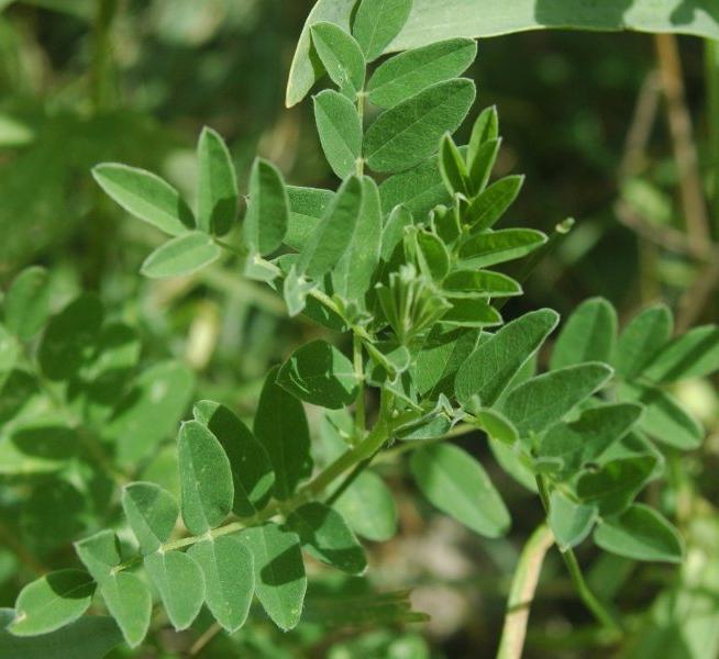 astragalus membranøse medisinske egenskaper