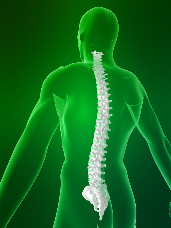 coluna vertebral humana