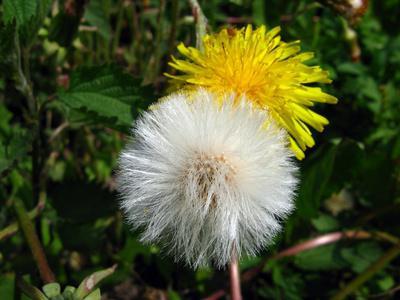 care plantă este un diuretic