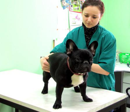 ветеринарна клиника във Владимир