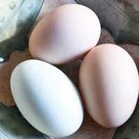 egg shell application
