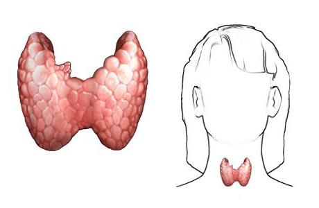 glandes endocrines dans le corps humain